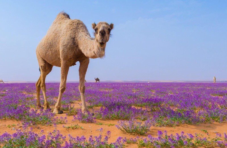flower-desert-saudi-arabia