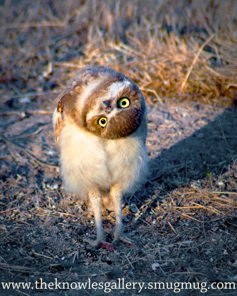 Image result for owl head turn